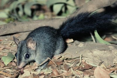 Brush-tailed Phascogale project