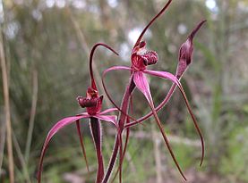 Caladenia formosa 277 205 Jeff Blackman