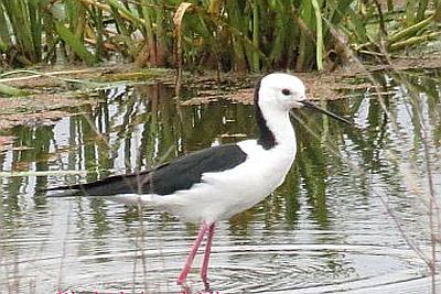 black-winged stilt