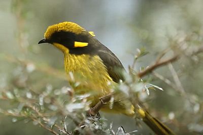 Helmeted Honeyeater project