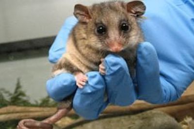 Mountain Pygmy Possum - Zoos Victoria