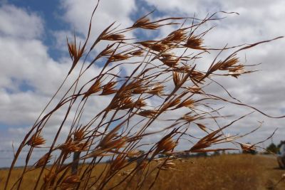 SWIFFT seminars Native grasslands