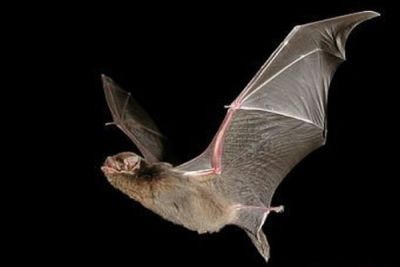 Southern Bent-wing Bat Steve Bourne