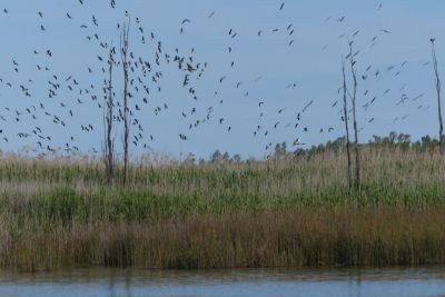 waterbird research