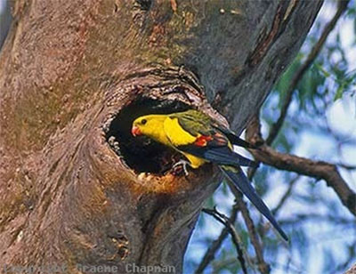 Regent Parrot