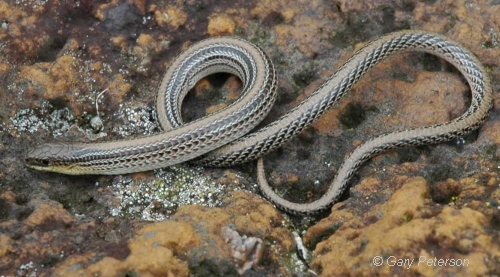 Striped Legless Lizard