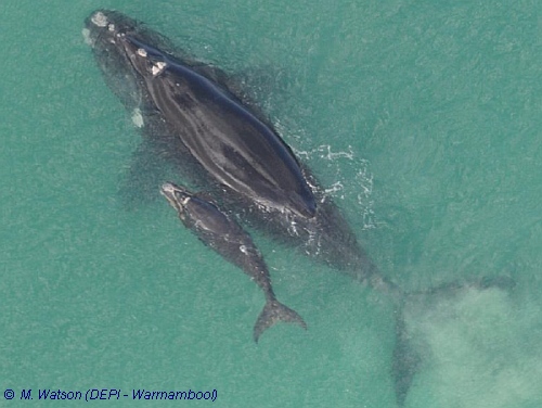 Southern Right Whale