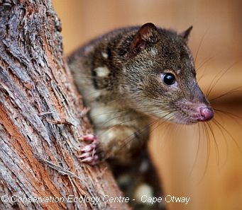 Spot-tailed Quoll