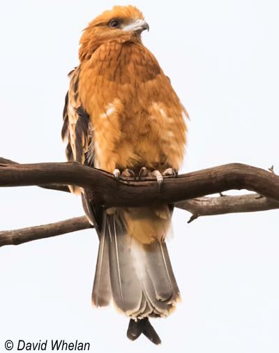 square-tailed kite