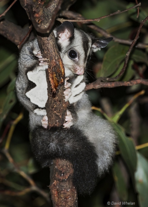 Squirrel Glider