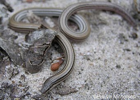 Striped Worm-lizard