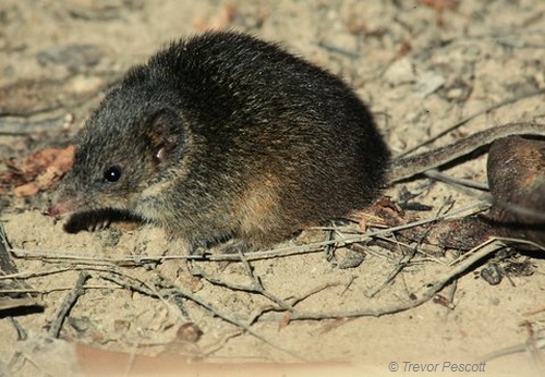 Swamp Antechinus