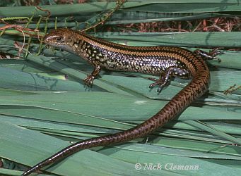 Swamp Skink