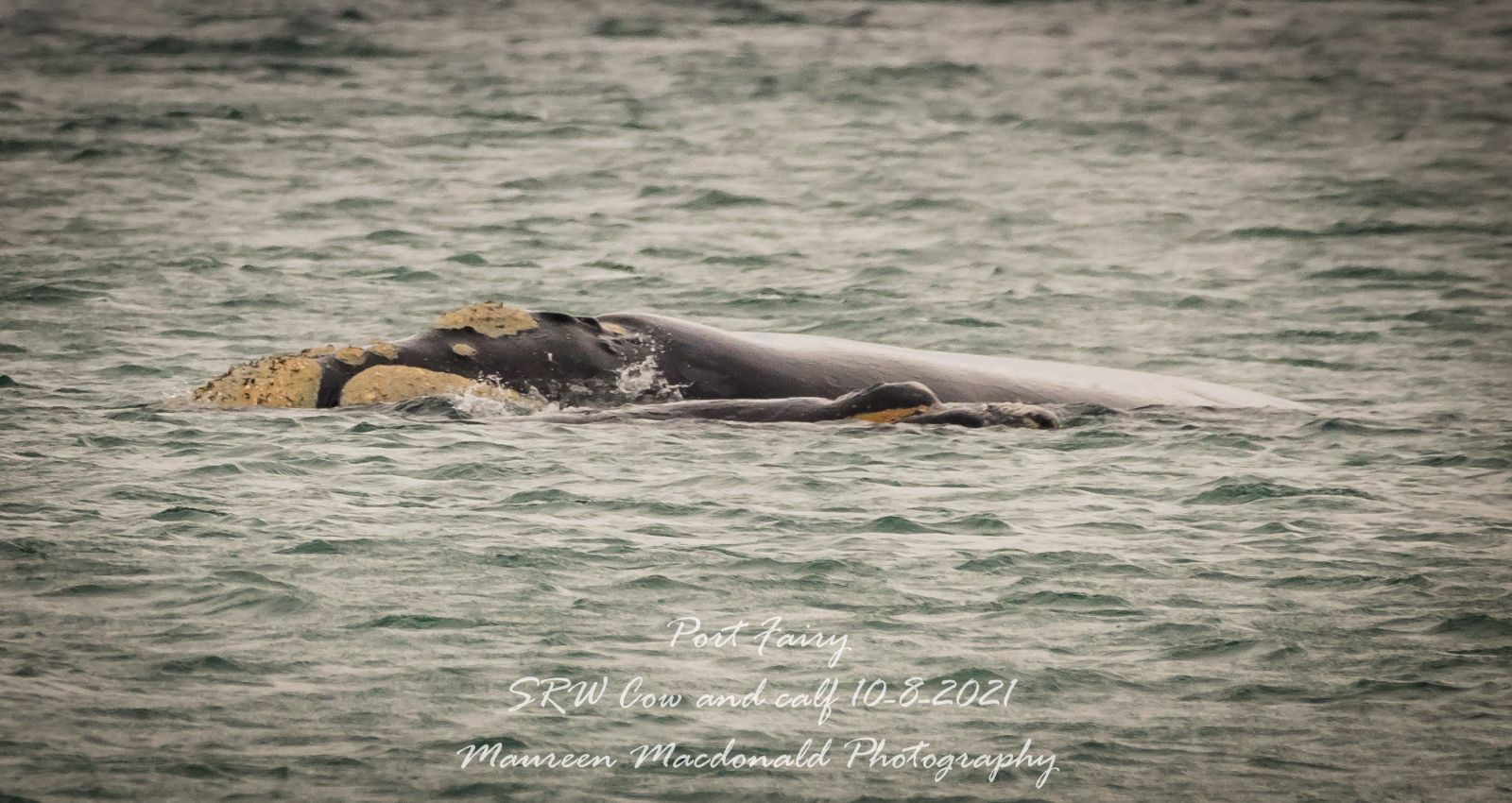 Tyers and calf at Port Fairy in August 2021