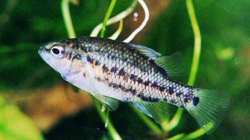 variegated pygmy perch thumbnail