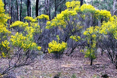 Whirrakee Wattle Biolink - Whipstick to Bendigo Creek