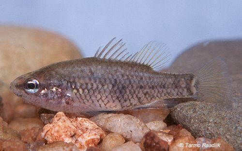 Yarra Pygmy Perch