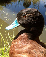 Blue-billed Duck