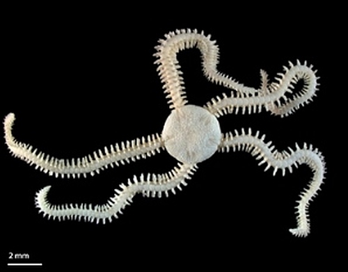 Brittle Star