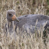 Brolga Chick in grass