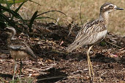 Bush Stone-curlew