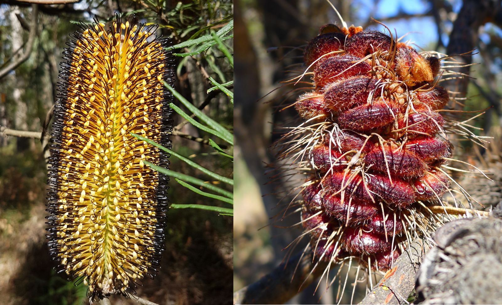 Banksia spinulosa flower and B marginata cone