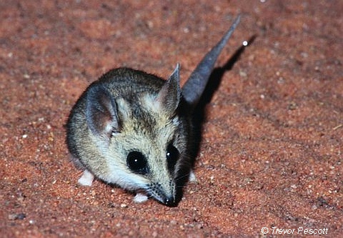 Fat-tailed Dunnart