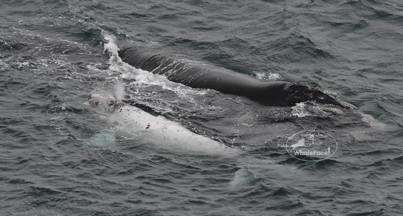 Mother and calf swimming together, calf is a grey morph