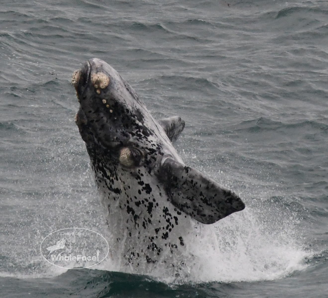 Grey morp calf breaching