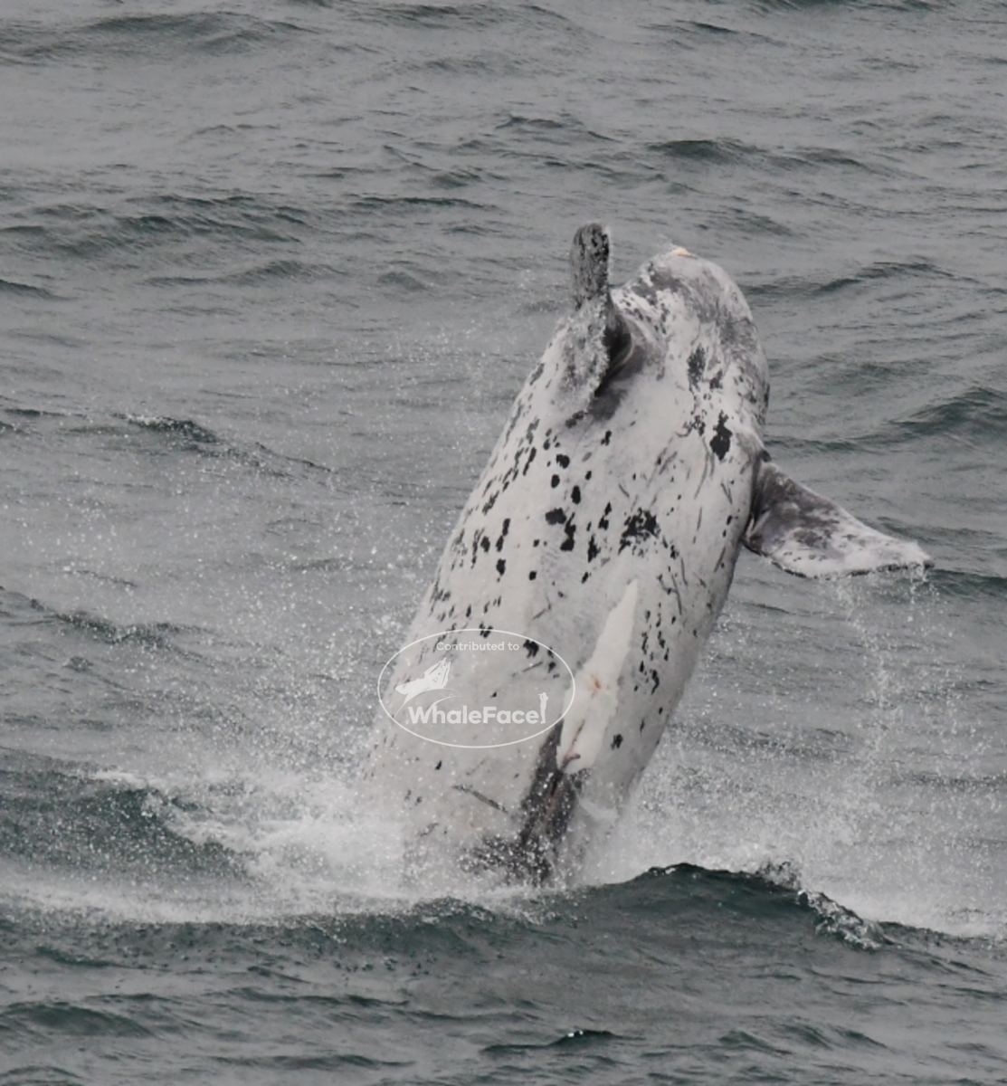 Grey morph calf breaching. Genital slits of male calf can be seen 