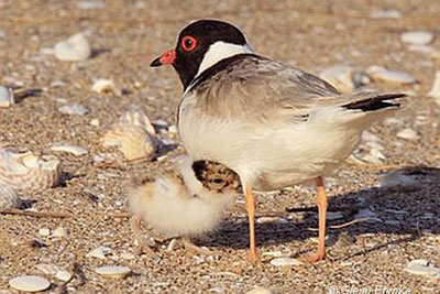 Beach Nesting Birds education 