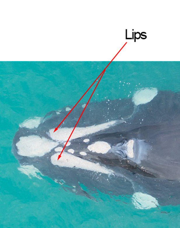 Head shot of whale known as Big Lips with arrows pointing to the lip callosities