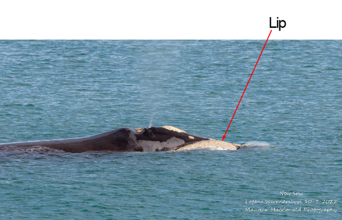 Right side view of Big Lips, taken from land with arrow point to lip callosity