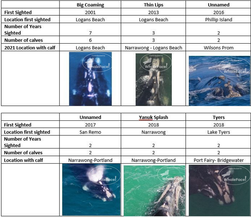 table showing the sighting history of known females resighted in 2021