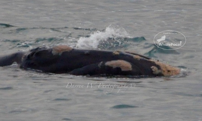 Southern right whale female - Dorothy showing her head callosites