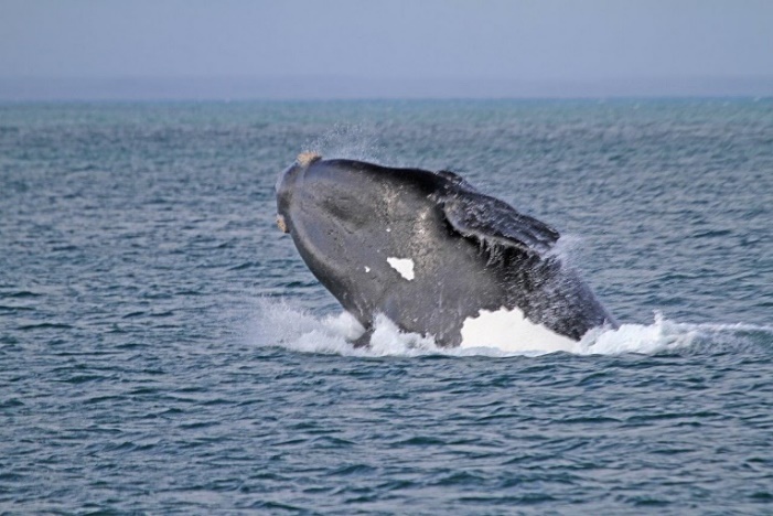 SE1719 breaching showing white patch on belly