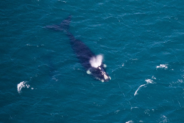 Aerial shot of SE1719 with calf
