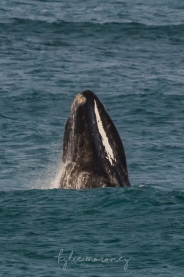 SE1338 showing white stripe on throat