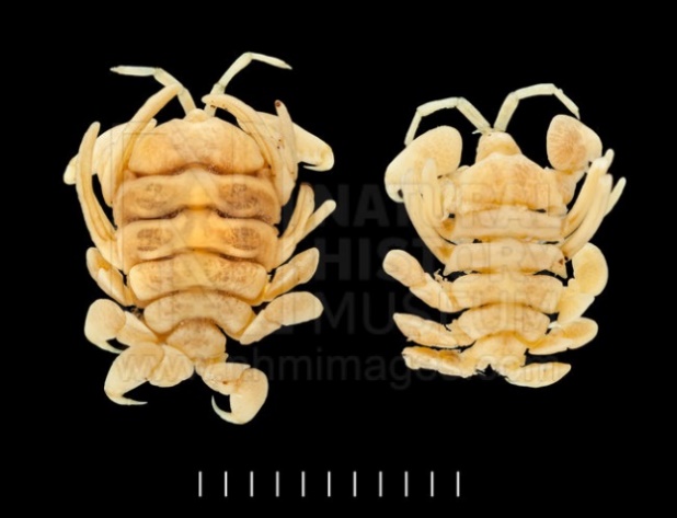 Magnified image of Whale Louse