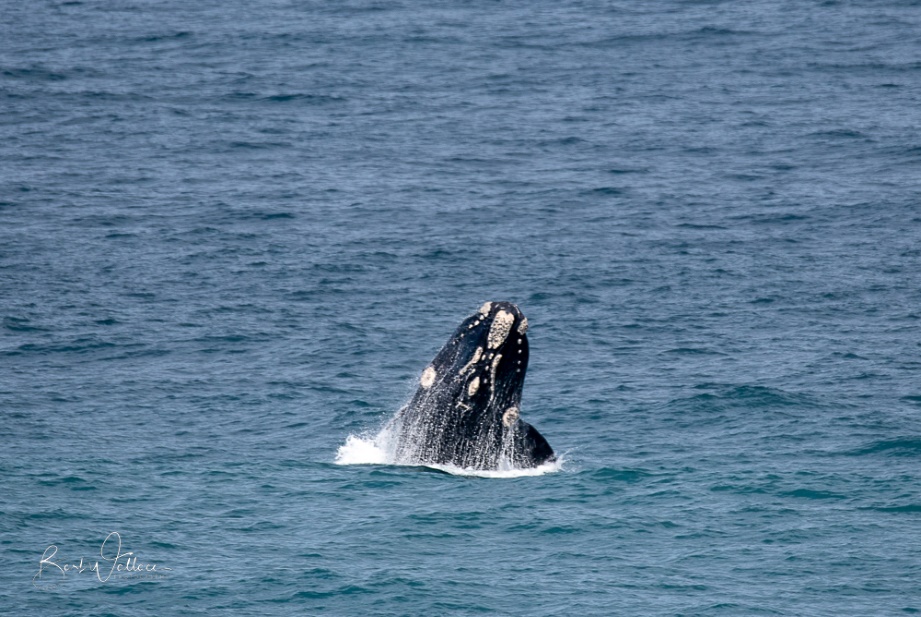 female southern right whale breaching