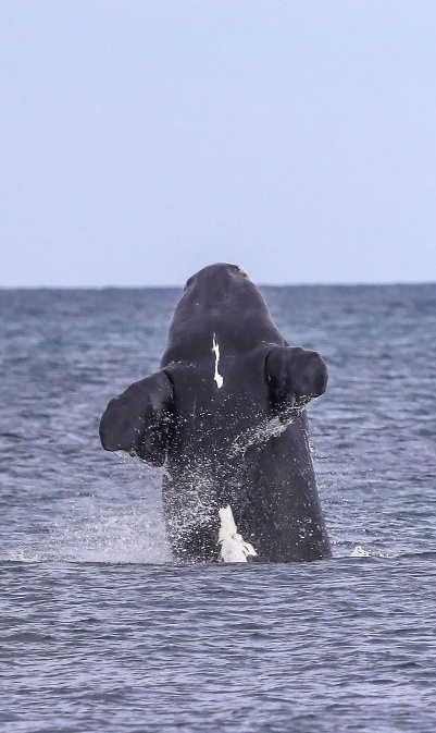 calf breaching with small white stripe on its underside and a white patch on its belly