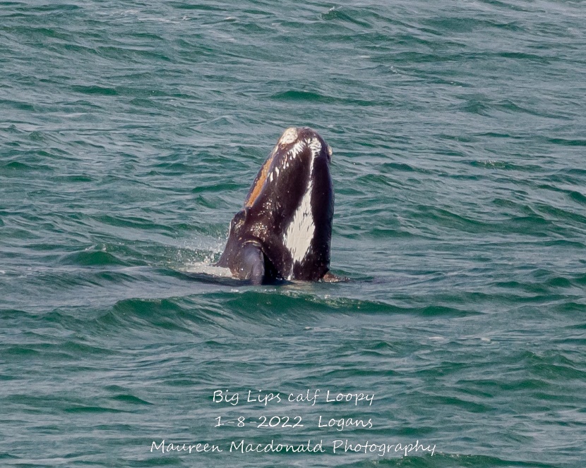 Calf with its head out of water showing white markings on throat