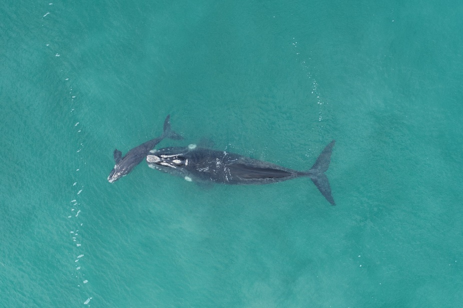 A cow calf pair taken from aerial image against green sea