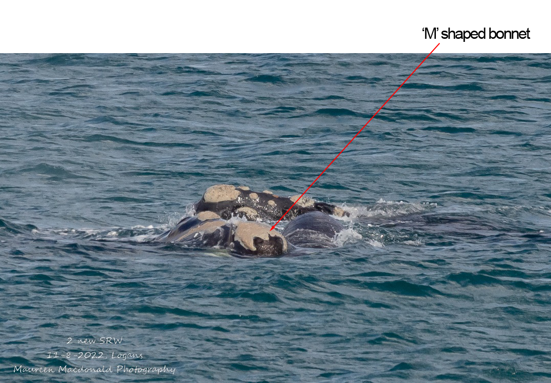 3 whales with the bonnet of Emm sticking out of the water, an arrow pointing to the edge of the bonnet that is a M shape