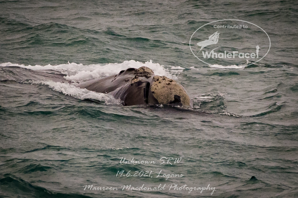 Adult female southern right whale - rook - showing the erosion on her bonnet