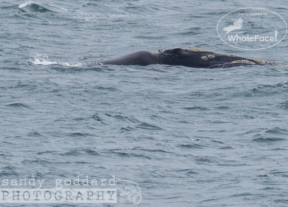 Adult female southern right whale showing her head callosities