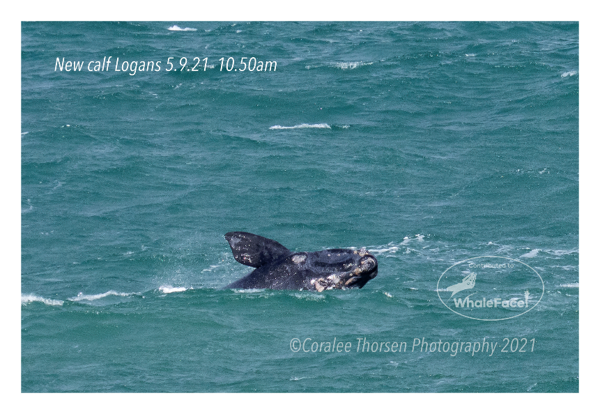 southern right whale calf with half of its body coming out of water