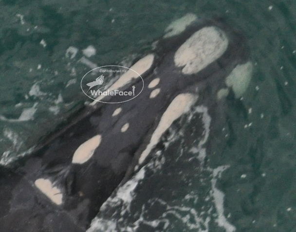 Head of female known as Two Two (or Fang) showing unique callosity pattern