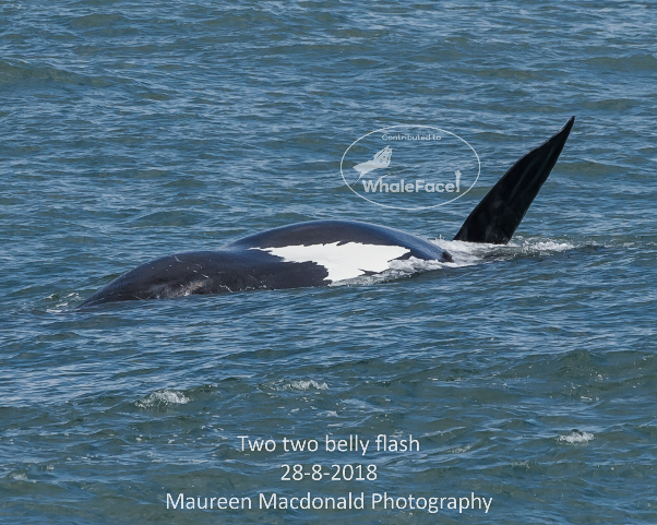 Female whale known as Two Two or Fang on her back showing a white belly splash