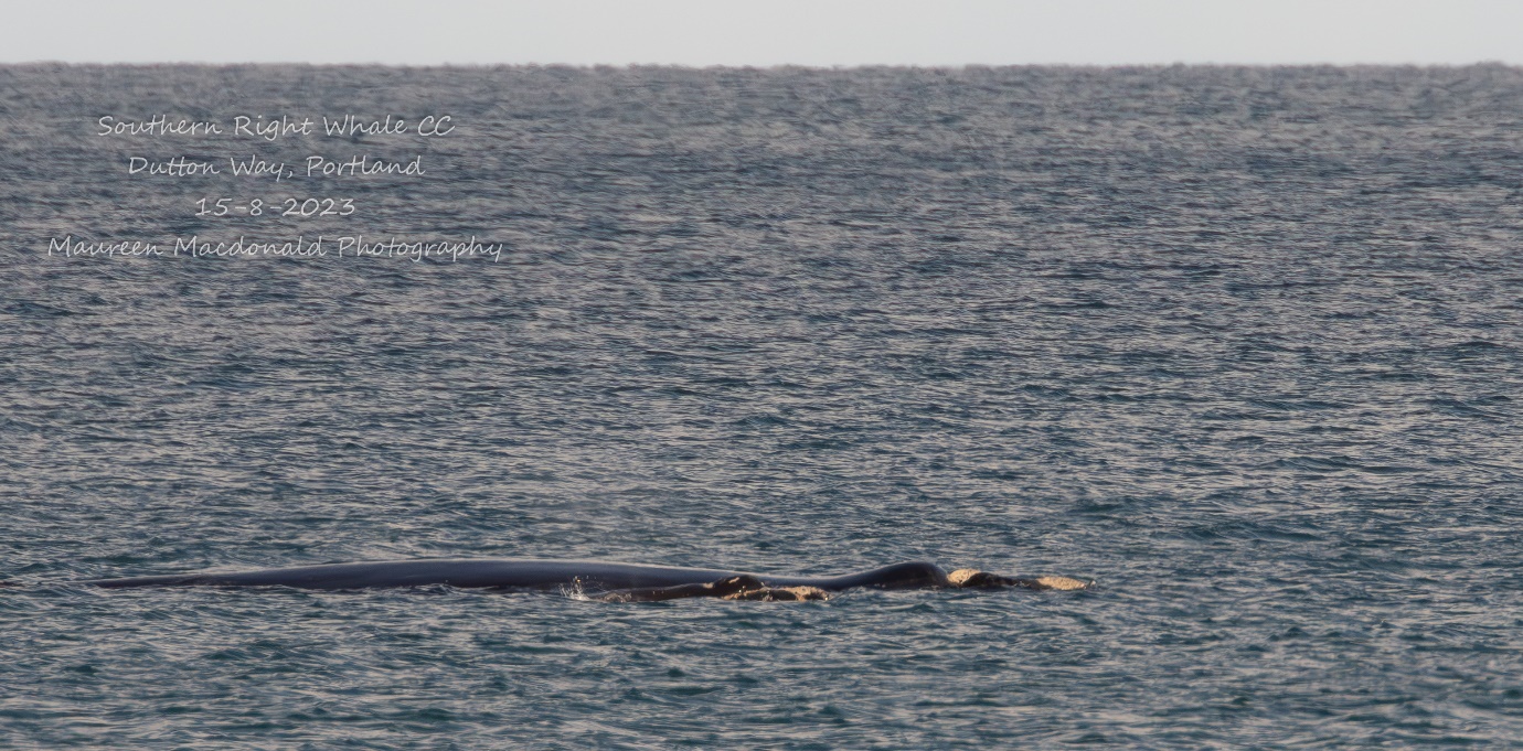 Mother and calf in water near Portland